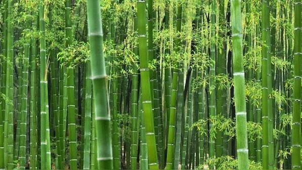Bamboo plantation campaign 2025 : Green Revolution and economic development of farmers बांबू लागवड अभियान: हरित क्रांती आणि शेतकऱ्यांचा आर्थिक विकास
