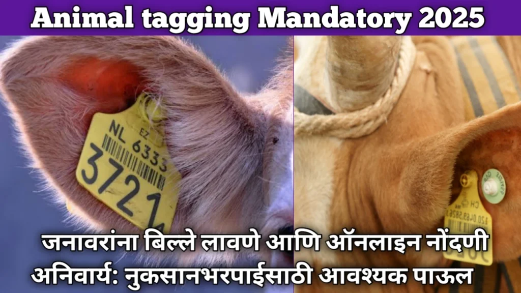 Animal tagging Mandatory 2025:  जनावरांना बिल्ले लावणे आणि ऑनलाइन नोंदणी अनिवार्य: नुकसानभरपाईसाठी आवश्यक पाऊल