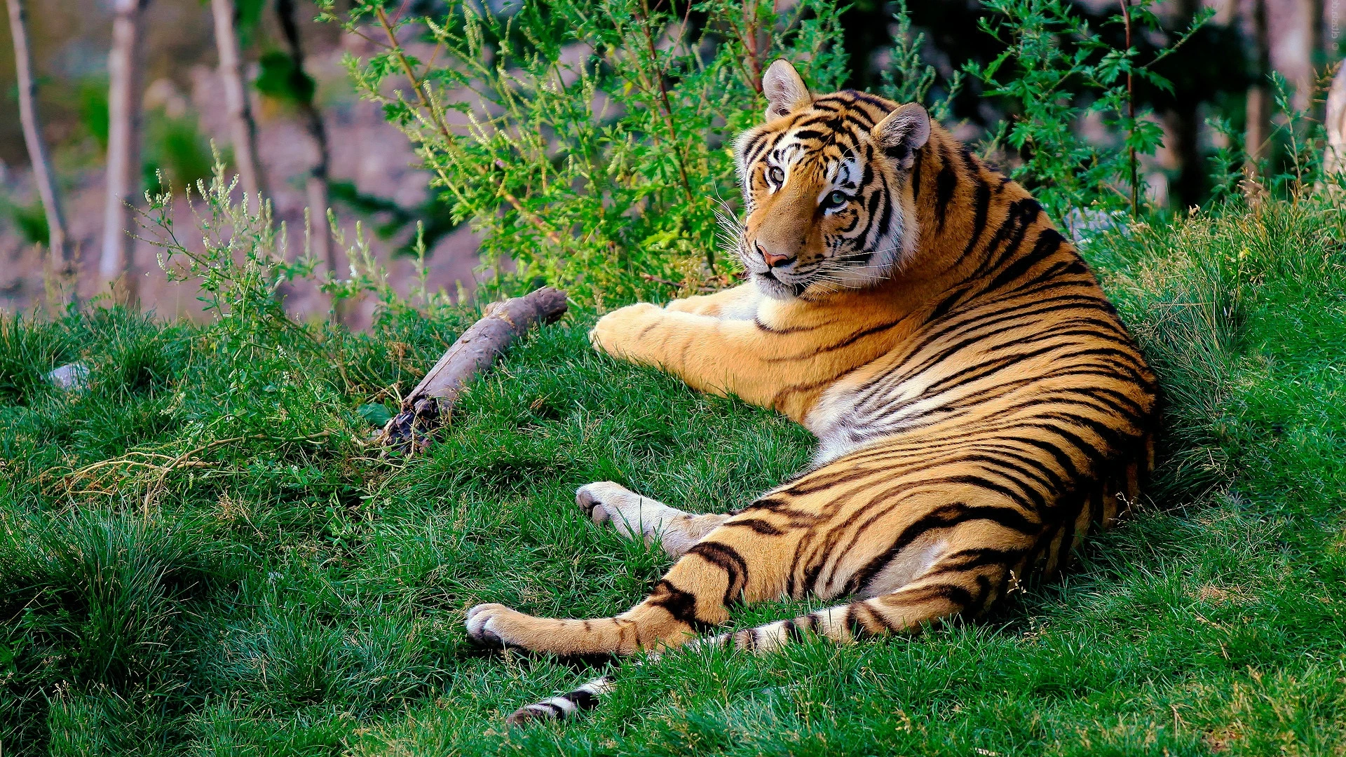 Tadoba 8 Tigers Translocation 2025: ताडोबातील आठ वाघिणींचे स्थलांतर: अधिवास अपुरा, मानव-वन्यजीव संघर्ष वाढला